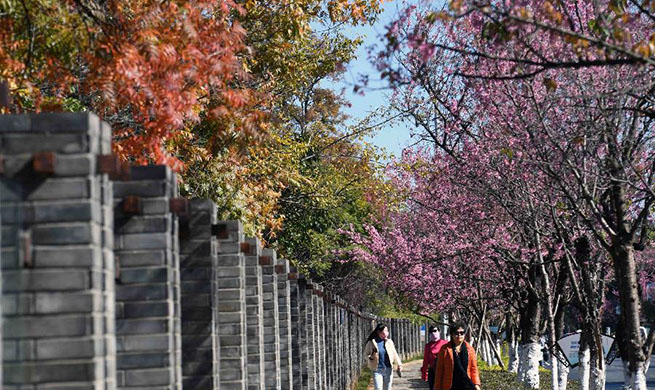 Blossoming flowers seen in Kunming, southwest China's Yunnan