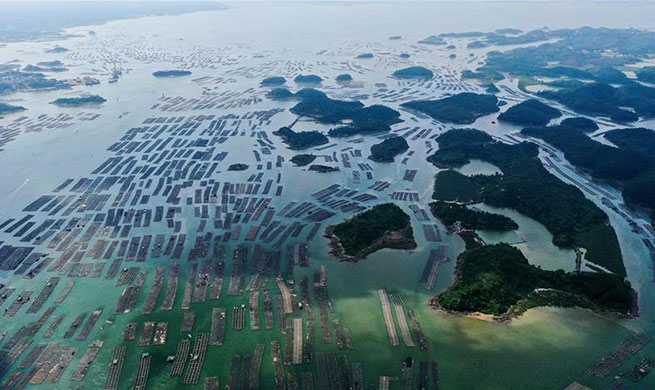 Farmers harvest oysters in Qinzhou, S China's Guangxi