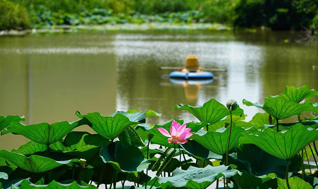 In pics: work of cleaning up polluted ponds in China's Xiongan New Area