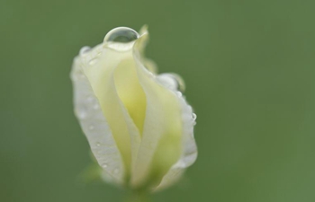 Beautiful flowers seen in central China's Hubei Province