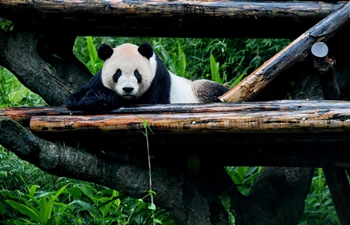 Two giant pandas at Taipei Zoo attract tourists