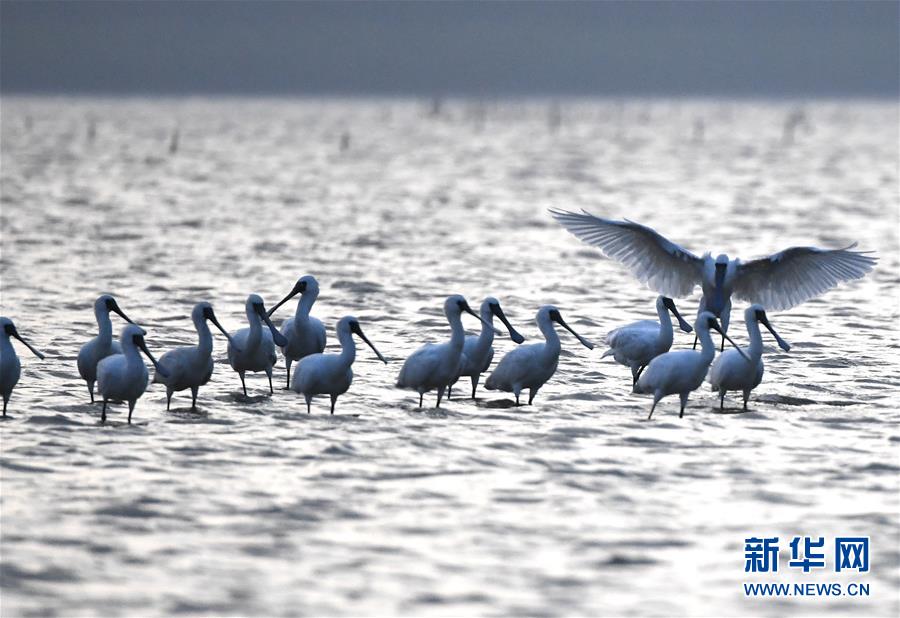 （图文互动）（4）十年树木、红树成林——“海上森林”回归记