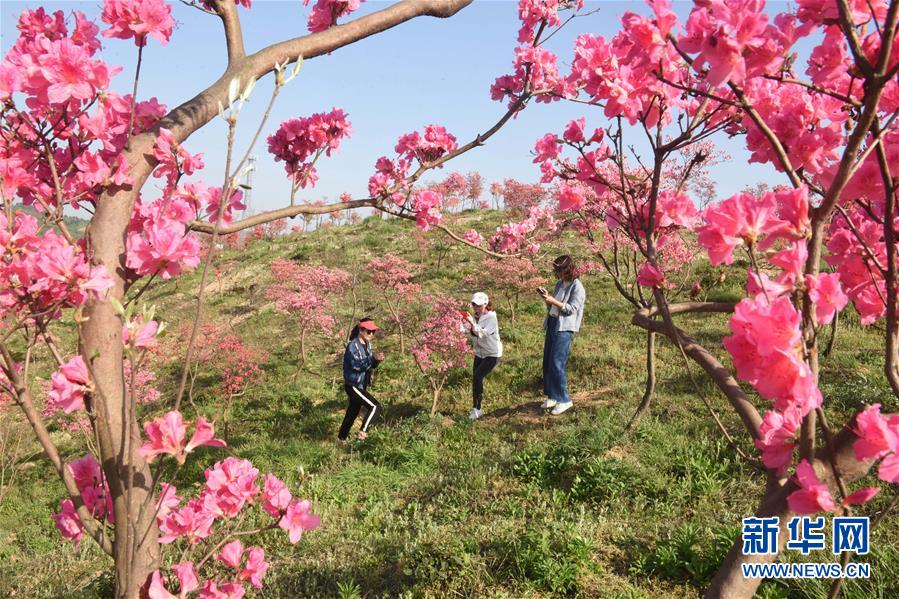 #（环境）（2）花开在四月