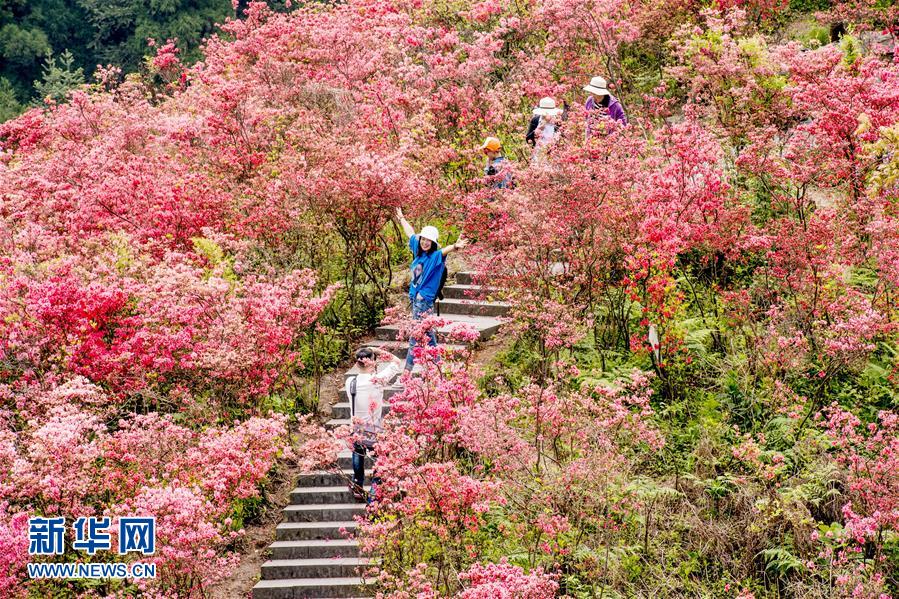 #（春季美丽生态）（3）春花盛放