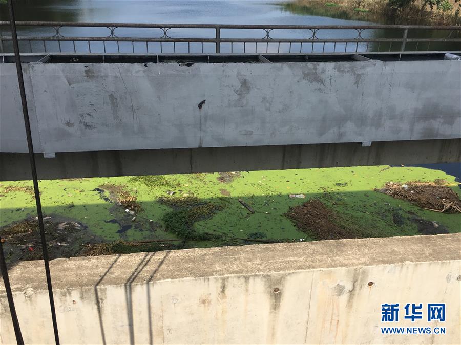 （新华视点·图文互动）（2）上游洪水来袭下游鱼蟹死亡，泄洪为何变泄污？