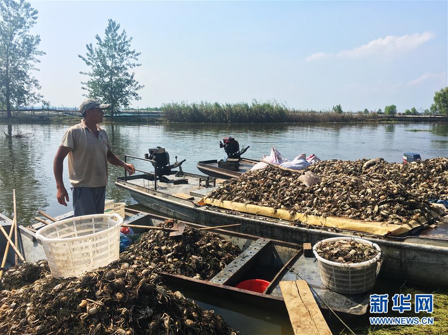 （新华视点·图文互动）（1）上游洪水来袭下游鱼蟹死亡，泄洪为何变泄污？