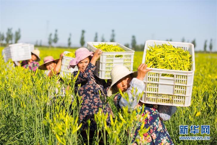 （在习近平新时代中国特色社会主义思想指引下——新时代新作为新篇章·乡村振兴战略·图文互动）（1）一株忘忧草，万家喜眉梢——山西省大同市云州区黄花产业扶贫观察