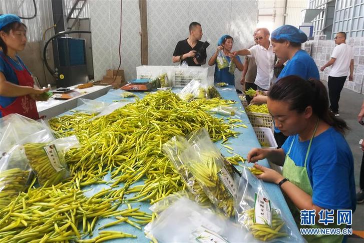 （在习近平新时代中国特色社会主义思想指引下——新时代新作为新篇章·乡村振兴战略·图文互动）（3）一株忘忧草，万家喜眉梢——山西省大同市云州区黄花产业扶贫观察