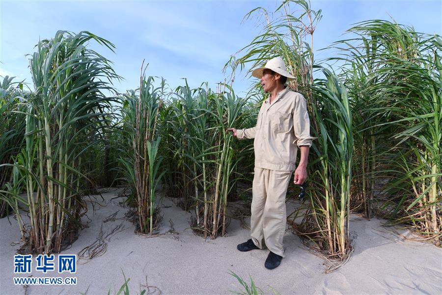 （不忘初心、牢记使命·图文互动）（3）拳拳寸草心 浓浓报国情——记“菌草之父”林占熺