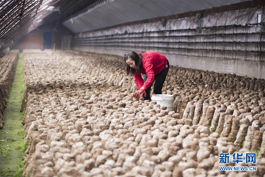 （在习近平新时代中国特色社会主义思想指引下——新时代新作为新篇章·习近平总书记关切事·图文互动）（3）希望的田野，希望的春天——各地农业生产新动态扫描