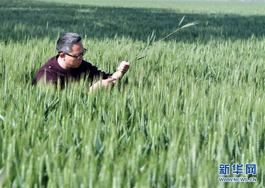 （在习近平新时代中国特色社会主义思想指引下——新时代新作为新篇章·习近平总书记关切事·图文互动）（5）新农事、新希望——夏收前田间新动态扫描