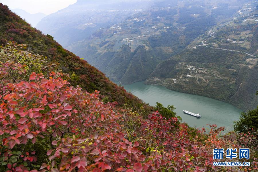 （新华全媒头条·图文互动）（12）待到满山红叶时——三峡重庆库区践行新发展理念面面观