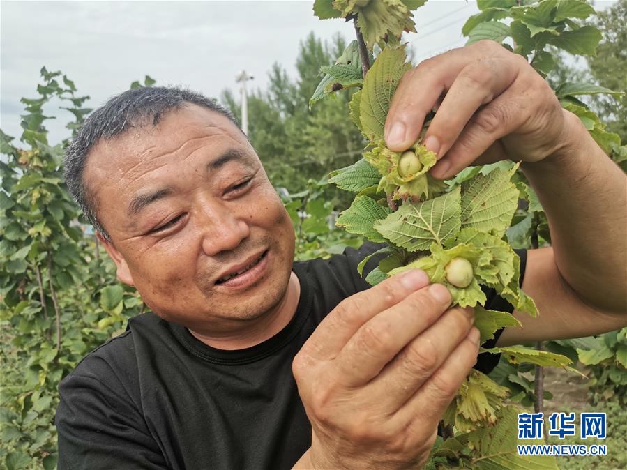 （决战决胜脱贫攻坚·图文互动）（1）榛子树结出“扶贫果”