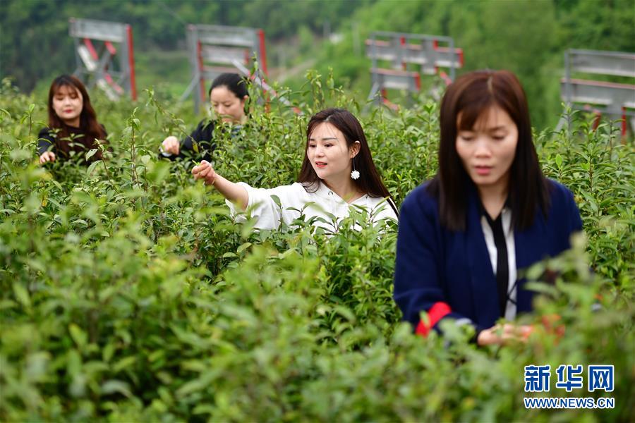 （走向我们的小康生活·图文互动）（4）绿了青山，红了日子——秦巴山区群众绘出小康“调色板”