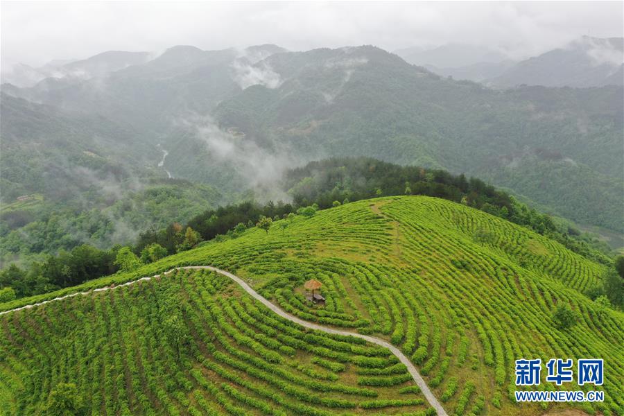 （走向我们的小康生活·图文互动）（8）绿了青山，红了日子——秦巴山区群众绘出小康“调色板”