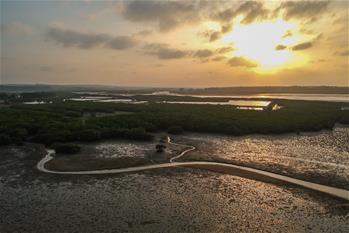 十年树木、红树成林——“海上森林”回归记