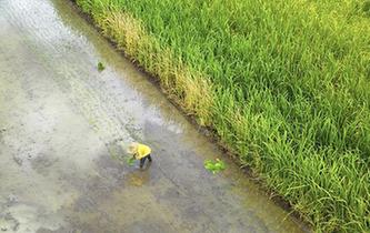 广西柳江：盛夏时节“双抢”忙