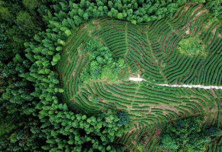 福建龙岩：高效用地，提升生态环境水平