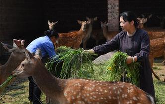 全国人大代表雷金玉：努力吸引人才 推动乡村振兴