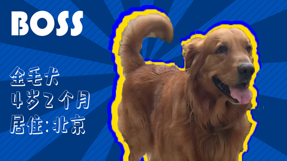 有效拴绳&科学遛狗——如何文明养犬？“捡屎官”们快看过来！